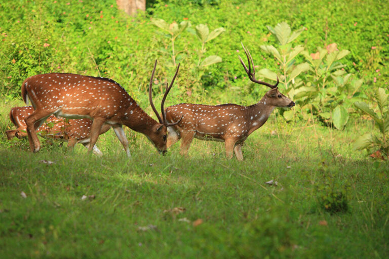 Wayanad